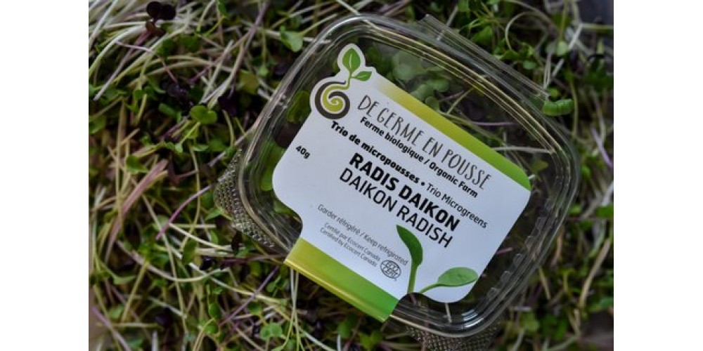 Daikon radishes organic microgreens